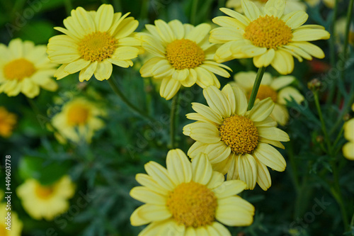 yellow flowers in the garden