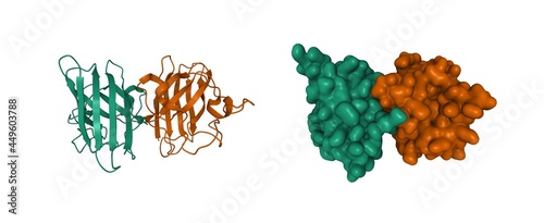 Structure of human Cu, Zn superoxide dismutase, 3D cartoon and Gaussian surface models, chain id color scheme, PDB 1pu0, white background photo