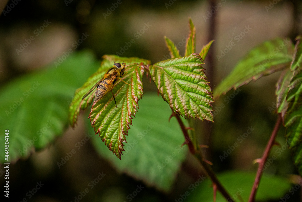 Bee in a leaf of a bush Bee in a leaf of a bush