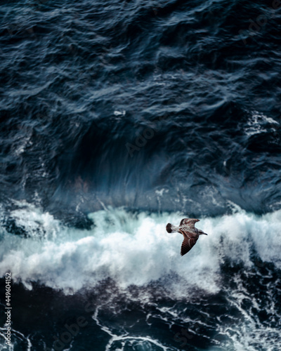 Seagull in a rough sea, from above