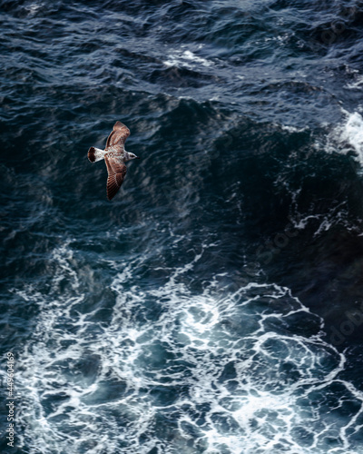 Seagull in a rough sea, from above