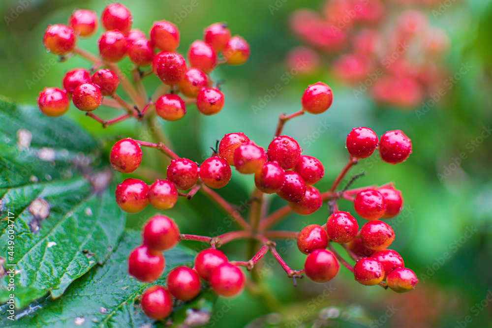 red berries on a branch red berries on a branch