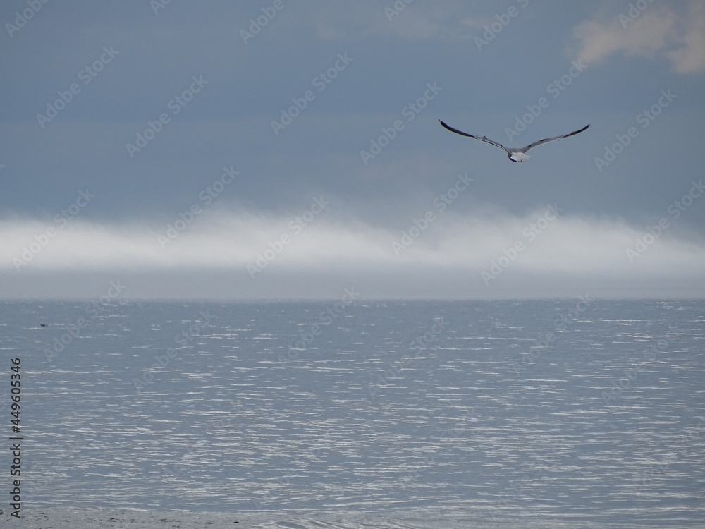 seagull flying over the sea