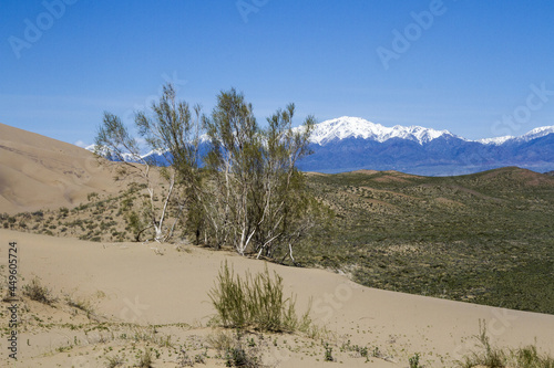 Beautiful view of some dry trees and sandhills in a desert photo