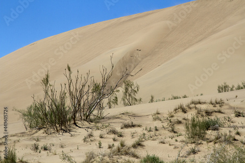 Beautiful view of some dry trees and sandhills in a desert photo