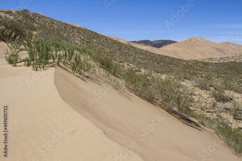 Beautiful view of some dry trees and sandhills in a desert photo