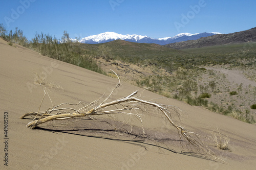 Beautiful view of some dry trees and sandhills in a desert photo