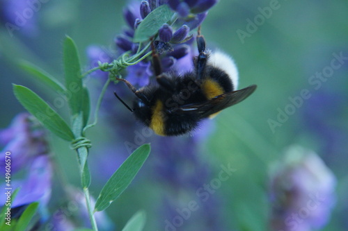 Hummel Makro auf lila Blumen