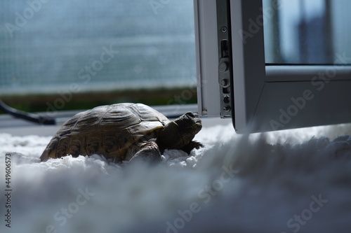 Schildkröte auf tiefem flufigem weißen Teppich