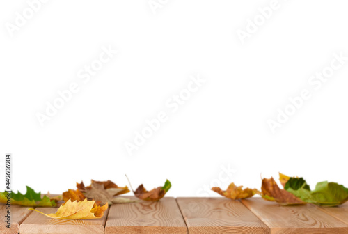 isolated maple leaves on the wood floor in the white background with copy space	