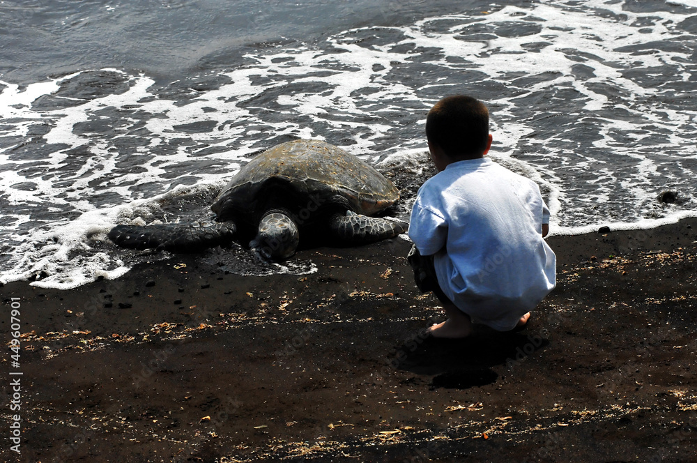 Amazing Sight for Child to see Green Sea Turtle Amazing Sight for Child to see Green Sea Turtle