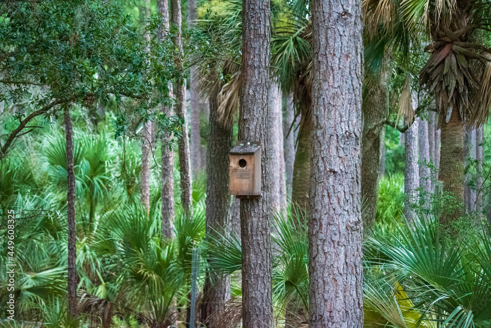 Birdhouse in the Woods
