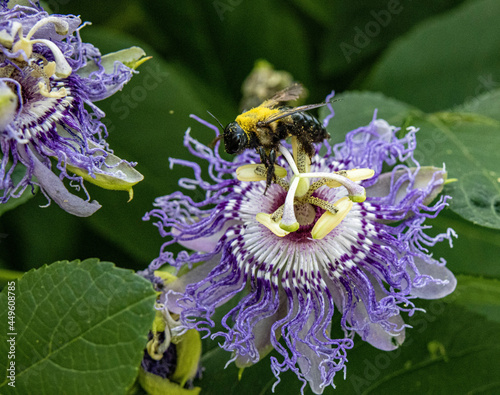 A bee pollinating a passion flower 