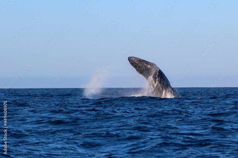 Fototapeta premium SALTO DE BALLENA JOROBADA