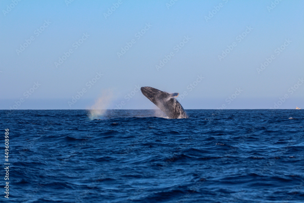 Fototapeta premium SALTO DE BALLENA JOROBADA