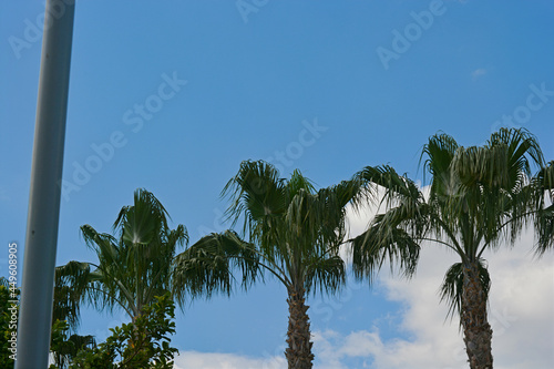 palm trees against blue sky