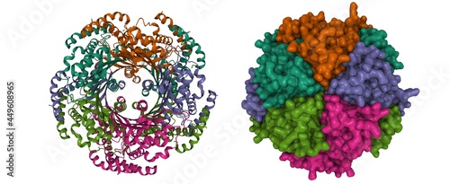 Structure of human GTP cyclohydrolase I, 3D cartoon and Gaussian surface models, chain id color scheme, based on PDB 6z87, white background photo