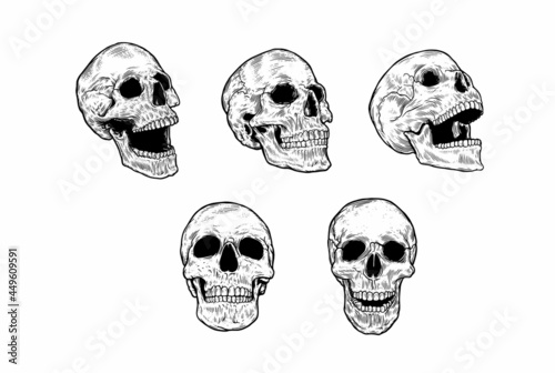 Anatomically correct human skulls set isolated. Hand drawn line vector illustration.