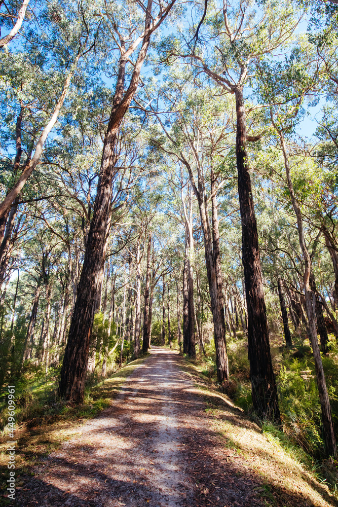 Lilydale to Warburton Rail Trail in Australia Lilydale to Warburton Rail Trail in Australia