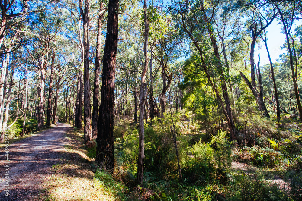 Lilydale to Warburton Rail Trail in Australia Lilydale to Warburton Rail Trail in Australia