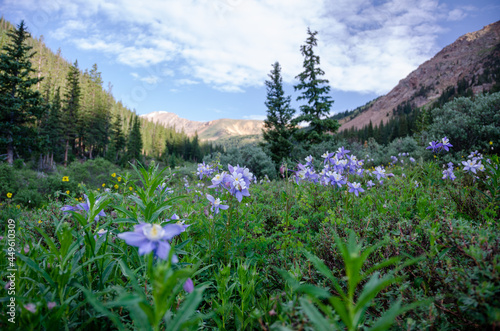 Wild columbines along the trail © Brian