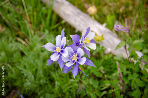 Wild columbines along the trail