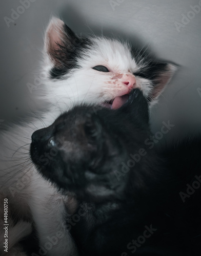 Gatos blanco y negro