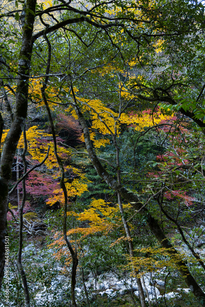 広島県山野峡、紅葉への変化。