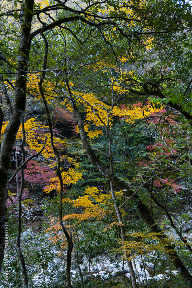 広島県山野峡、紅葉への変化。 広島県山野峡、紅葉への変化。