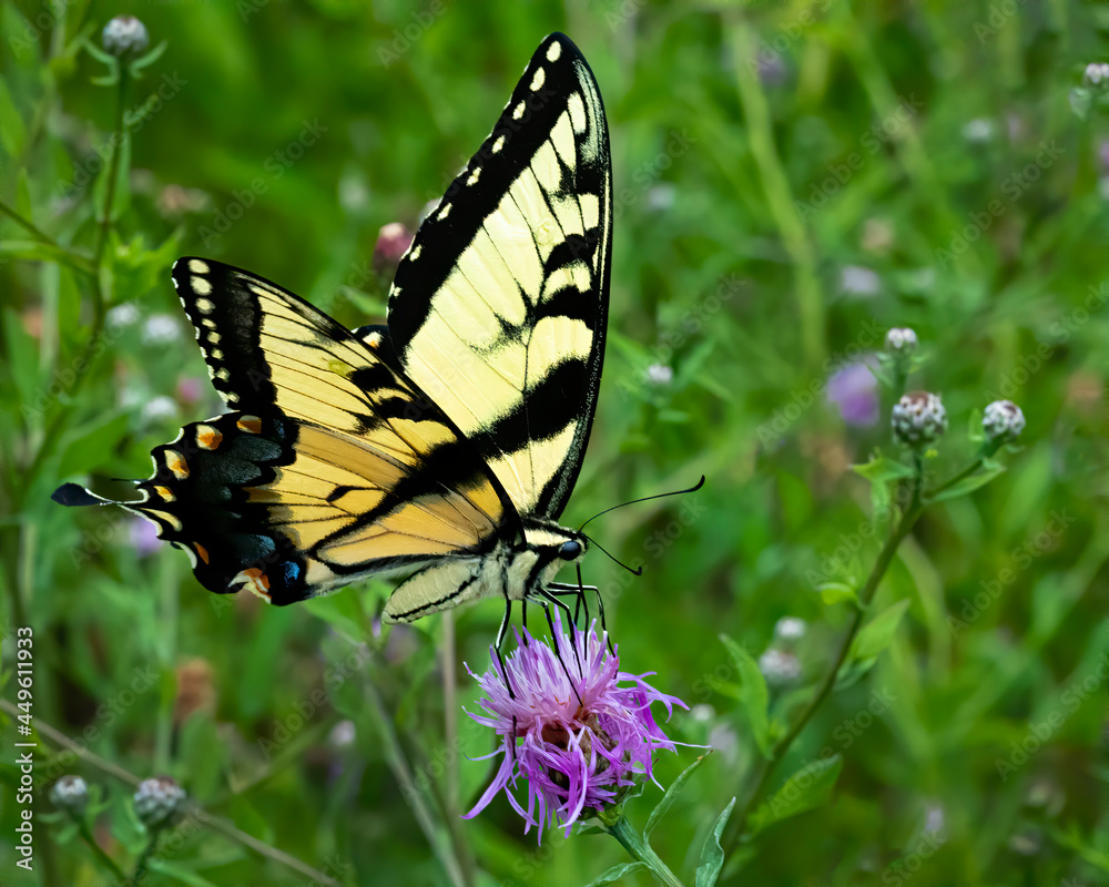 Yellow swallowtail butterfly on a flower 1 Yellow swallowtail butterfly on a flower 1