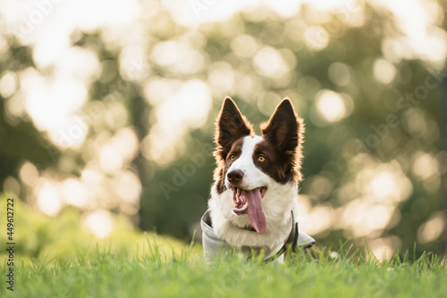border collie puppy