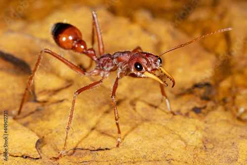 Australian Bull or Bull Dog ant photo