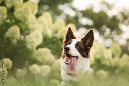 border collie dog