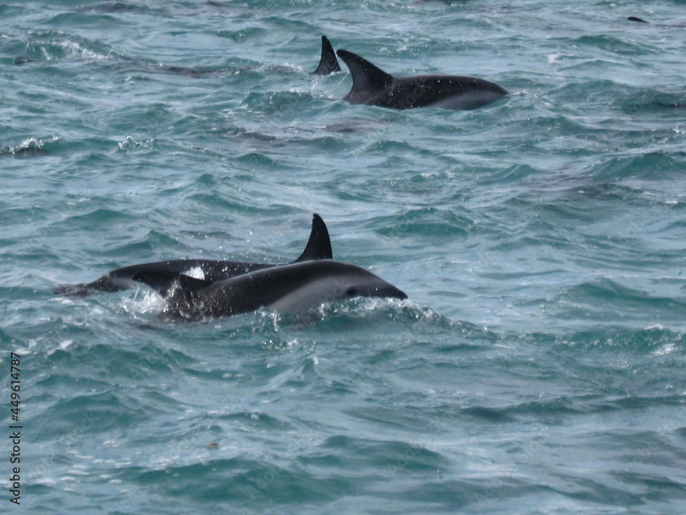 Obraz premium dolphins at Kaikoura NZ
