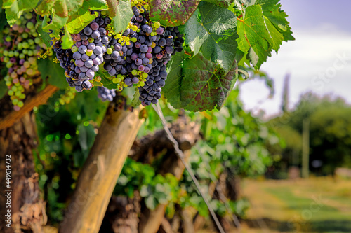 Clusters of purple grapes hanging in a vineyard in Cafayate, Salta, Argentina photo