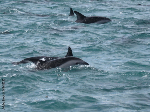 dolphins at Kaikoura NZ © Rosealie Robinson