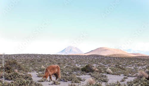 A llama at the volcan isluga national park