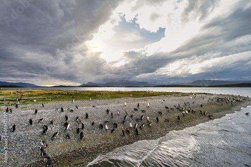 Penguin colony on an island near Ushuaia (Argentina) during sunset
