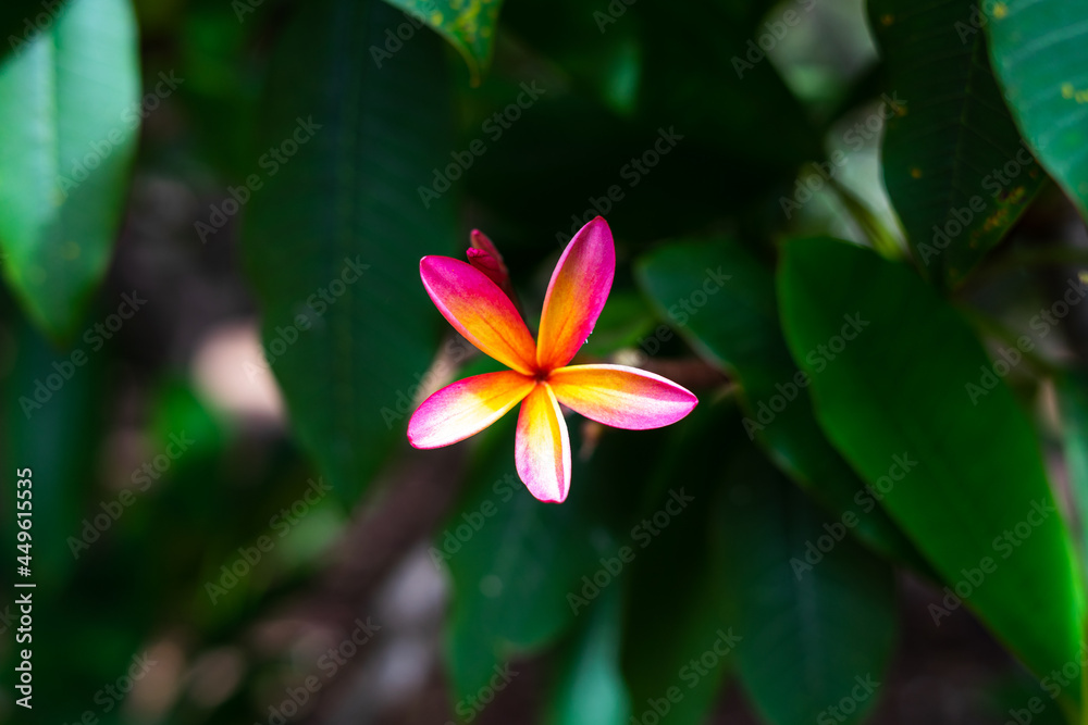 Fototapeta premium Koko Head Botanical Garden Plumeria trees flowers