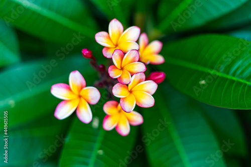 Koko Head Botanical Garden Plumeria trees flowers