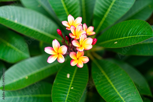 Koko Head Botanical Garden Plumeria trees flowers