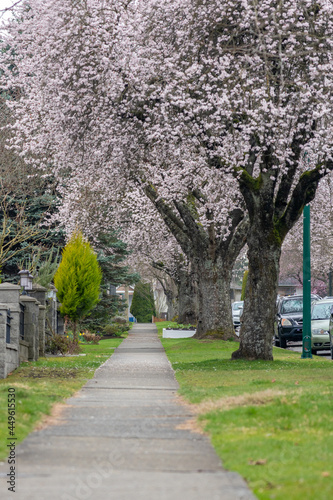 Fototapeta Naklejka Na Ścianę i Meble -  Cherry blossom full bloom in Vancouver city residential avenue. BC, Canada.