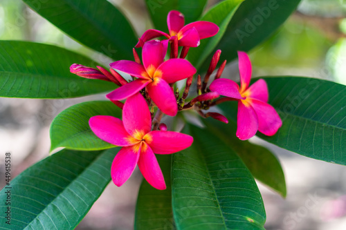 Koko Head Botanical Garden Plumeria trees flowers