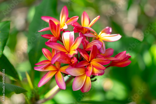 Koko Head Botanical Garden Plumeria trees flowers