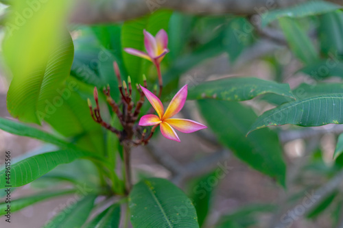 Koko Head Botanical Garden Plumeria trees flowers