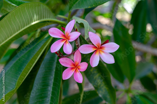 Koko Head Botanical Garden Plumeria trees flowers
