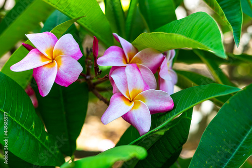Koko Head Botanical Garden Plumeria trees flowers