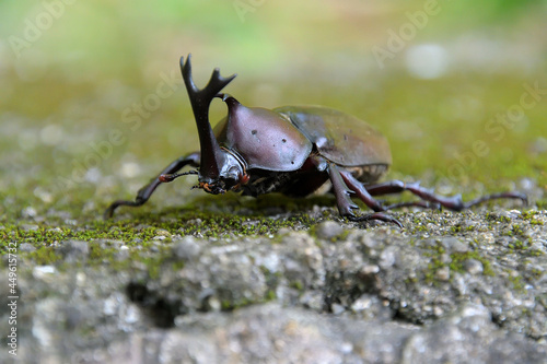 捕獲後、地面に置いて撮影した雄のカブトムシ © FUJIOKA Yasunari