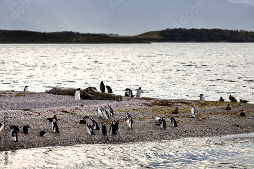 Penguins walk along the shore of an island near Ushuaia, Argentina