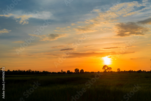 The beauty of the rice fields at sunset